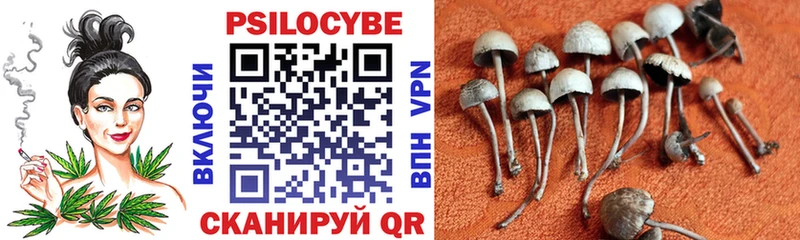 Псилоцибиновые грибы Cubensis  Сурск 